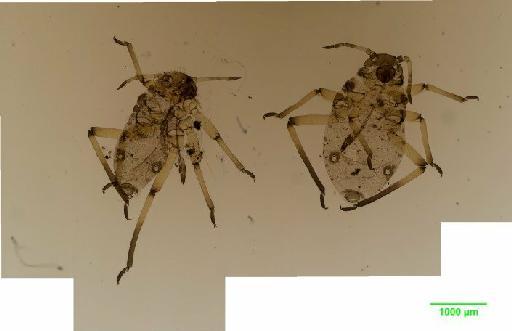 Tuberolachnus salignus Gmelin, J.F., 1790 - 010120476__2015_10_09_s1