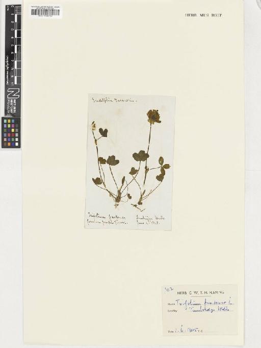 Trifolium pratense L. - BM001036722