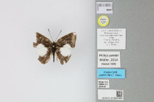 Philiris petriei Müller, 2014 - 012824369_Philiris_petriei_Muller_2014_PT