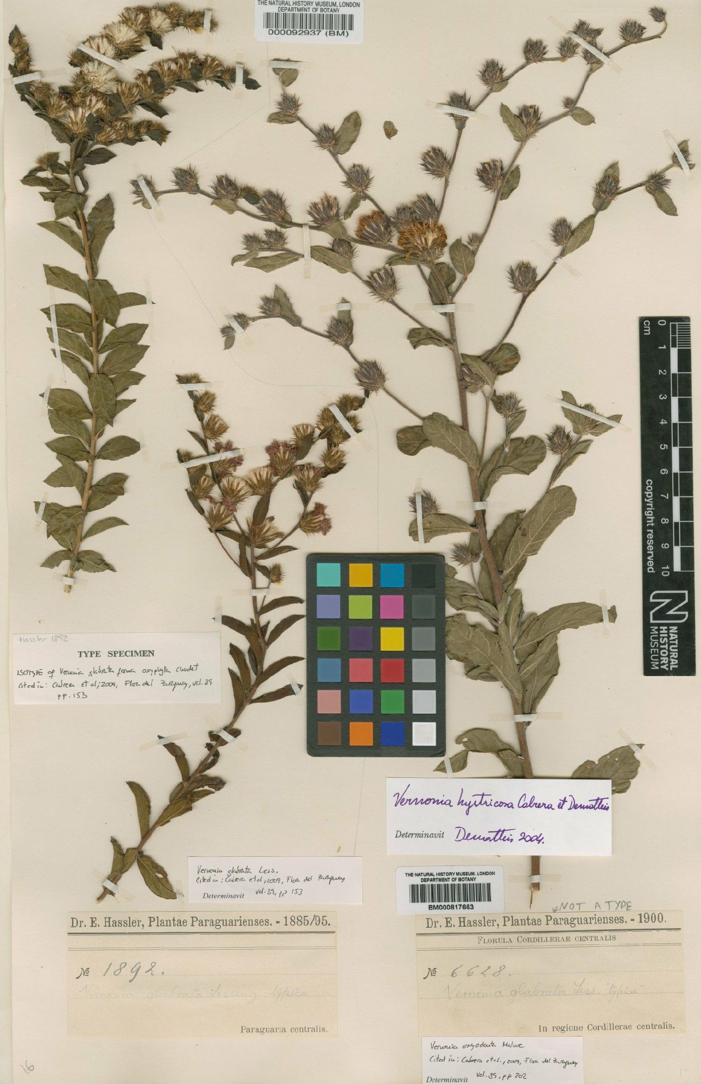To NHMUK collection (Vernonia glabrata Less; Isotype; NHMUK:ecatalogue:4567509)