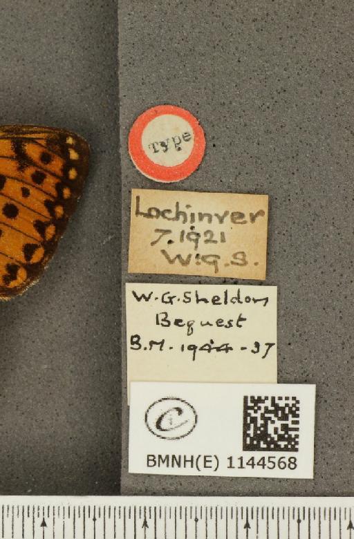 Argynnis aglaja f. scotica Watkins, 1923 - BMNHE_1144568_label_98407