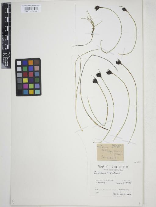 Schoenus nigricans L. - 013863897