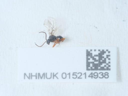 Diastrophus rubi (Bouché, 1834) - 015214938_2