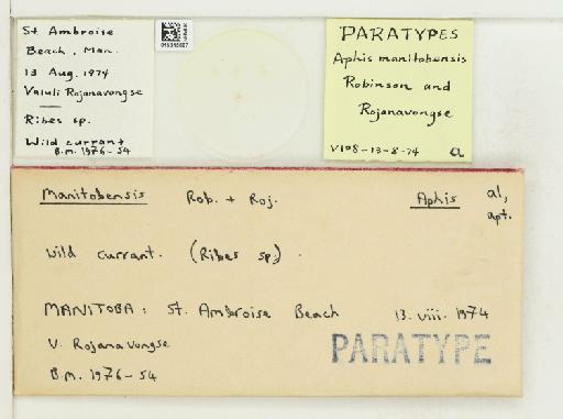 Aphis (Bursaphis) manitobensis Robinson & Rojanavong, 1976 - 015315687_112497_1093010_7901767_Type