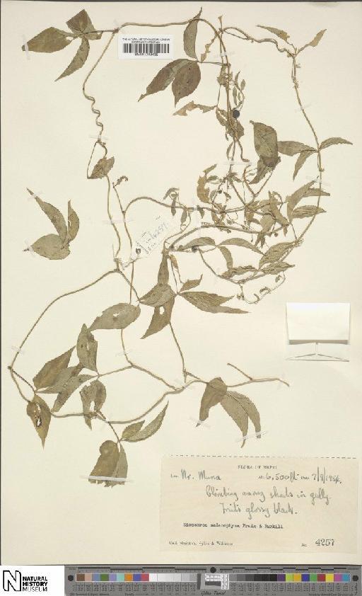 Dioscorea melanophyma Prain & Burkill - BM001049439