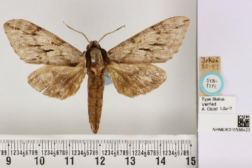 Kentrochrysalis consimilis Rothschild & Jordan, 1903 - NHMUK_010588423_Kentochrysalis_consimilis_R&J_ST_dorsal_and_labels.JPG