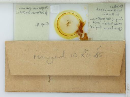 Drepanosiphum platanoides Schrank, 1801 - 015275036_additional