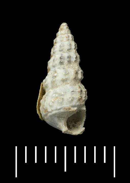 Varicipotamides ventricosus (J. Sowerby, 1822) - OR 43558(2)
