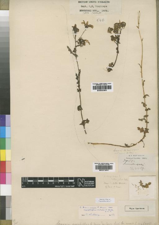 Senecio transmarinus var. sycephyllus (Moore) Hedberg - BM000798782