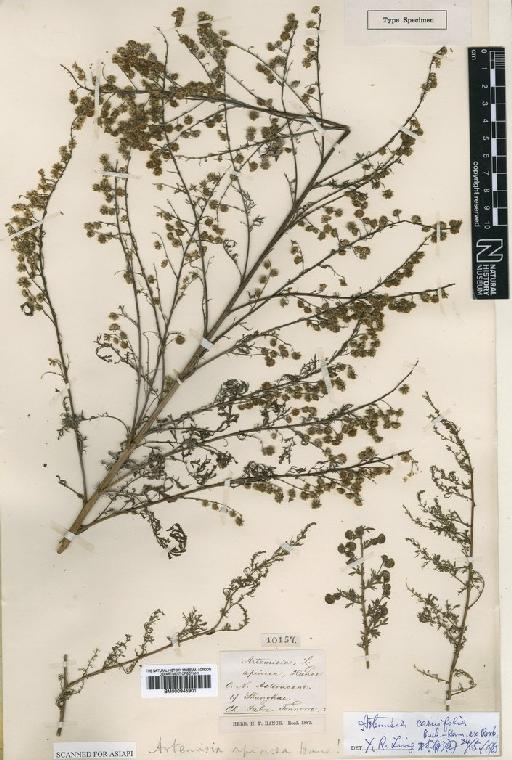 Artemisia carvifolia var. apiacea (Hance) Pamp. - BM000945901