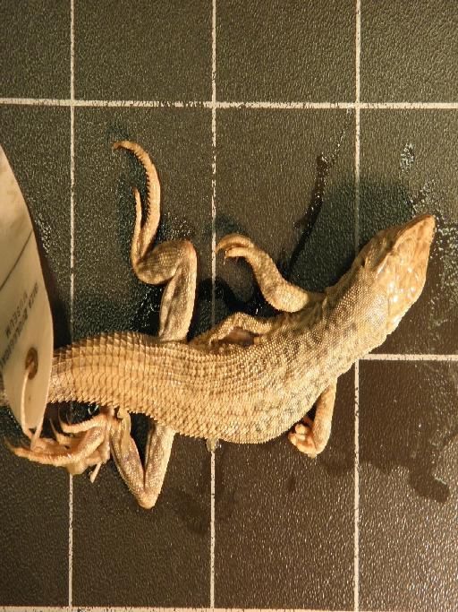 Acanthodactylus boskianus boskianus - Acanthodactylus b boskianus 1927.8.13.51-55.JPG
