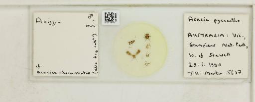 Acizzia acaciae-decurrentis Froggatt, 1901 - 010715771_117157_1145392
