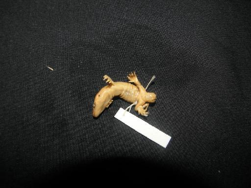 Hoplodactylus pacificus - PA290087 1946.8.22.66.JPG