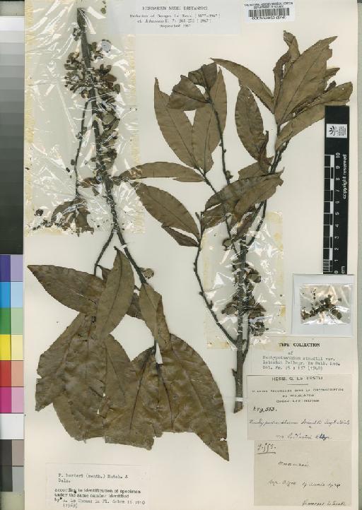 Duguetia barteri (Benth.) Chatrou - BM000553953