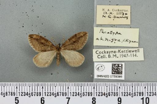 Thera juniperata juniperata ab. infuscata Schwingenschuss, 1926 - BMNHE_1758089_339860