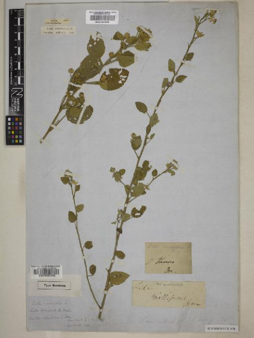 Sida cordifolia L. - BM000603916