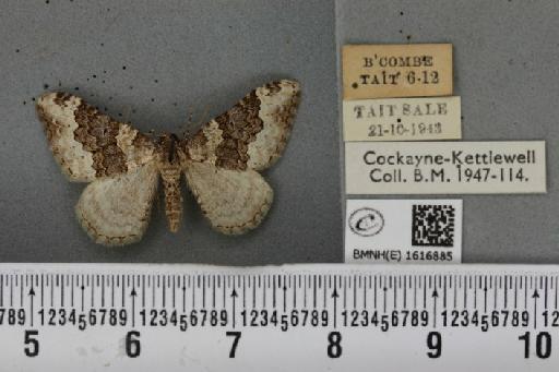 Epirrhoe galiata (Denis & Schiffermüller, 1775) - BMNHE_1616885_317273