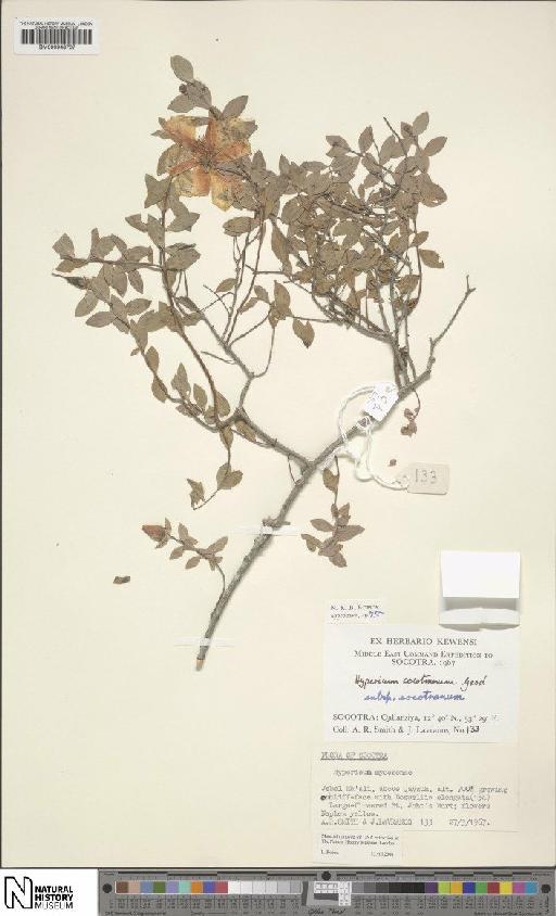 Hypericum socotranum subsp. socotranum - BM000948707