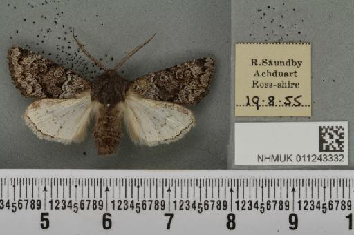 Aporophyla lueneburgensis (Freyer, 1848) - NHMUK_011243332_644457