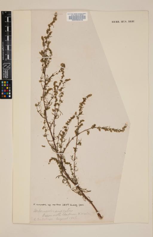 Artemisia campestris subsp. maritima (DC.) Arcang. - 000625976