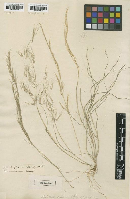 Aristida setacea Retz. - BM000959478