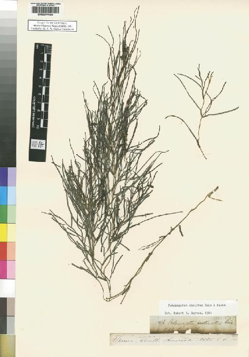 Potamogeton pectinatus L. - Spruce - BM000777306