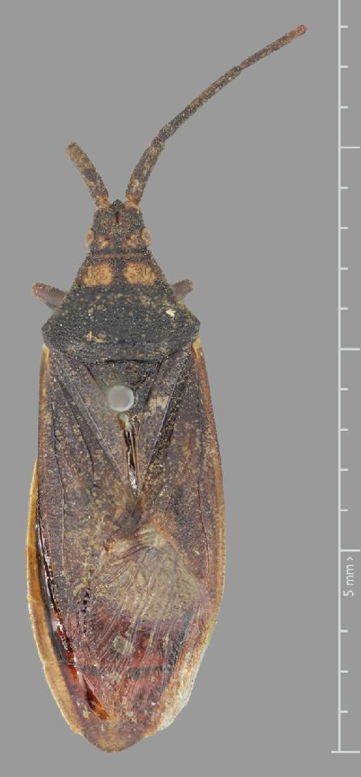 Homoeocerus badgleyi Distant, 1908 - Homoeocerus badgleyi-BMNH(E)884084-Holotype male dorsal
