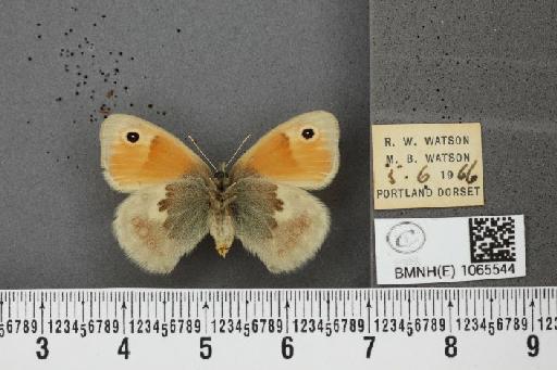 Coenonympha pamphilus ab. antipallidula Leeds, 1950 - BMNHE_1065544_26860