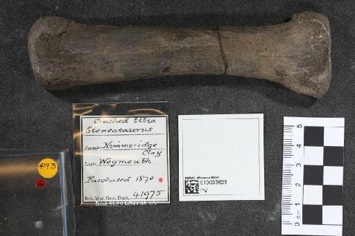 Dinosauria Owen, 1841 - 010033628_L010092934