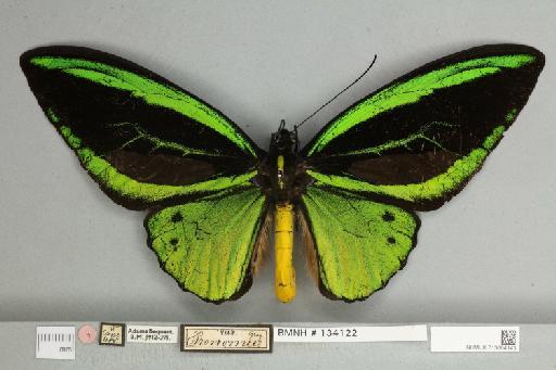 Ornithoptera priamus pronomus Gray, 1852 - 013604143__