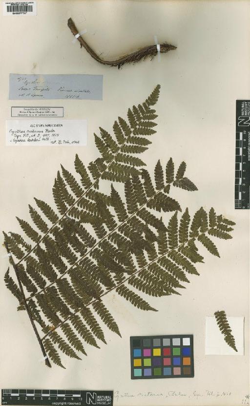 Cyathea lechleri Mett. - BM000777037