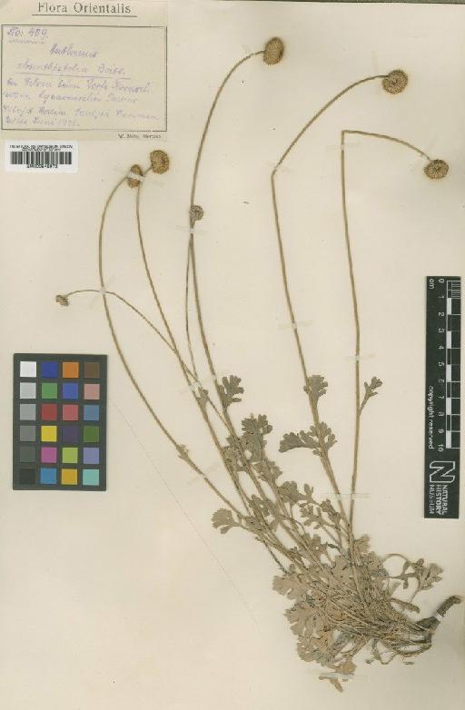 Anthemis pauciloba var. absinthifolia (Eig) Grierson - BM000945972