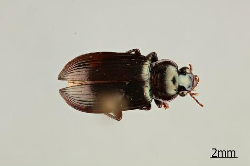 Notiobia aulica (Dejean, 1829) - 013882131_Notiobia_aulica_Dorsal_habitus_Nontype