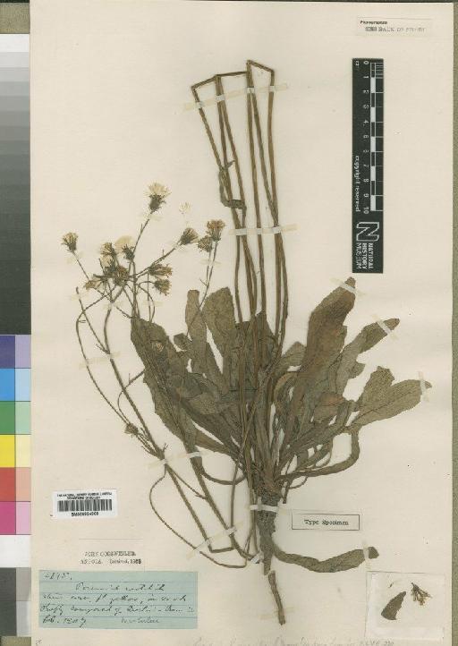 Crepis gossweileri Moore - BM000924908