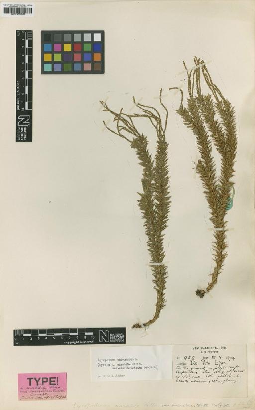Huperzia phlegmaria (L.) Rothm. - BM001038065