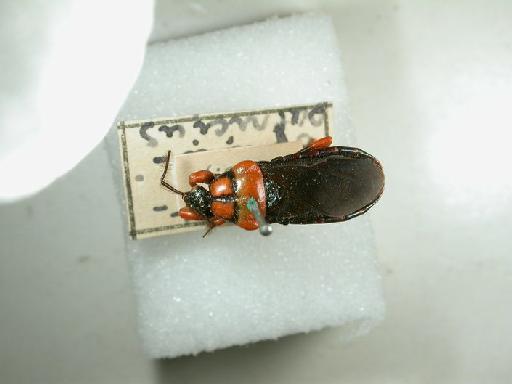 Glymma patricius - Hemiptera: Glymma Patricius