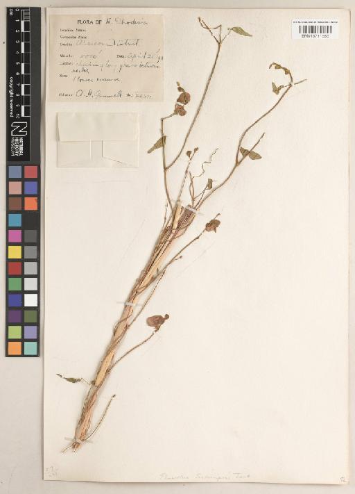 Vigna macrorrhyncha (Harms) Milne-Redh. - BM013711585