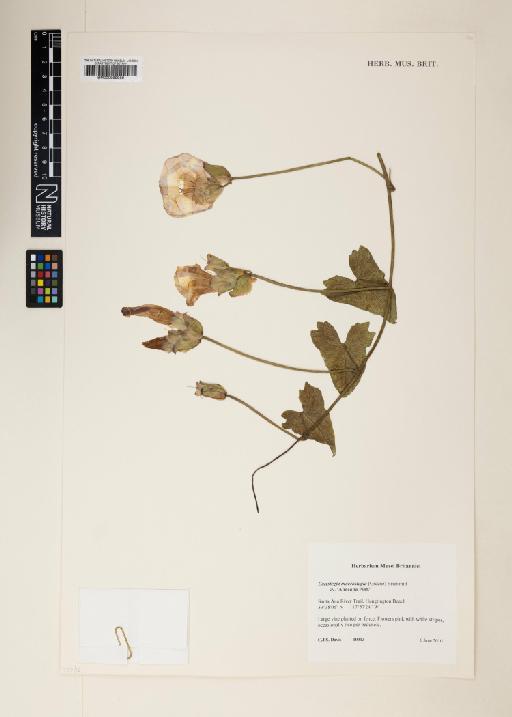 Calystegia macrostegia (Greene) Brummitt - 000999989