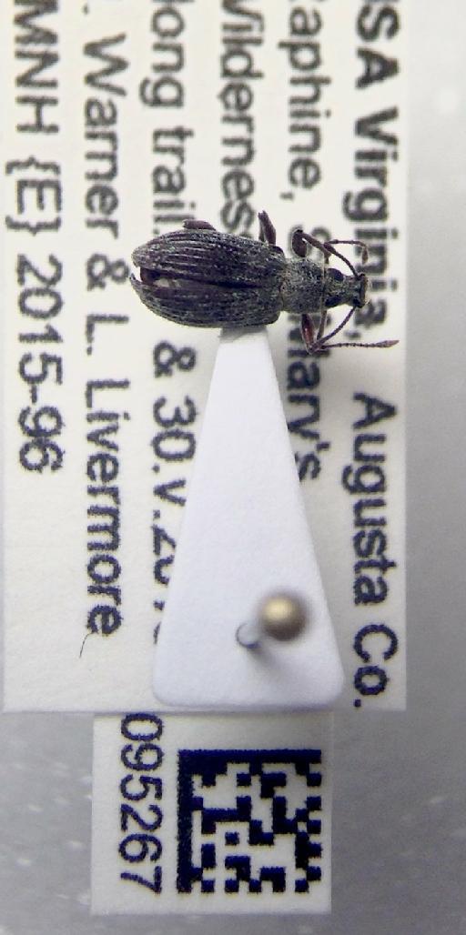 Cyrtepistomus castaneus (Roelofs, 1873) - Cyrtepistomus castaneus NHMUK 010095267