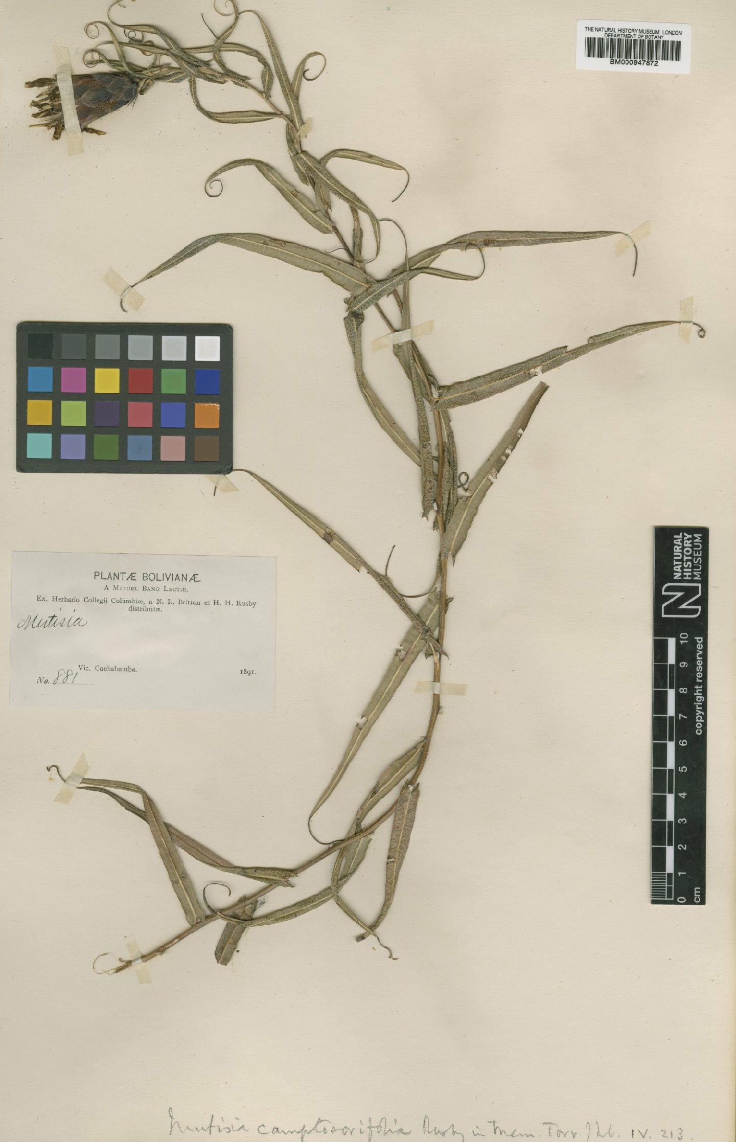 To NHMUK collection (Mutisia camptosorifolia Rusby; Type; NHMUK:ecatalogue:618532)