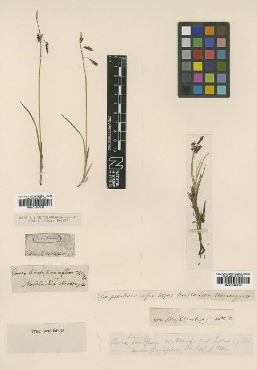 Carex rariflora (Wahlenb.) Sm. - BM001067035