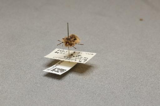 Lycia zonaria zonaria (Denis & Schiffermüller, 1775) - 016117188_additional_3