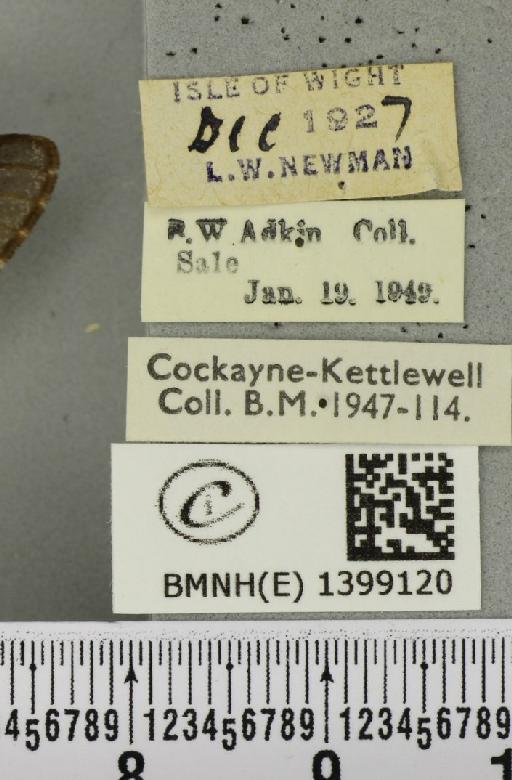 Poecilocampa populi (Linnaeus, 1758) - BMNHE_1399120_label_188897