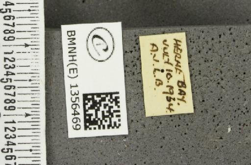 Thymelicus sylvestris (Poda, 1761) - BMNHE_1356469_label_160006