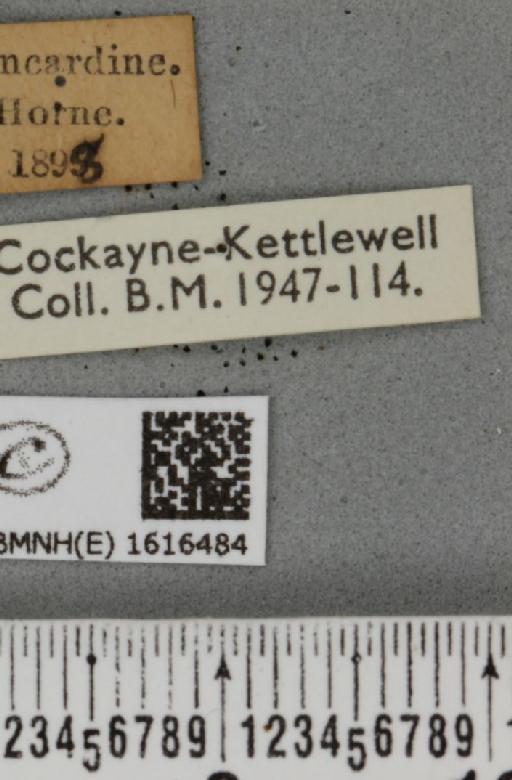 Epirrhoe galiata ab. brunneata Kitt, 1925 - BMNHE_1616484_label_316896