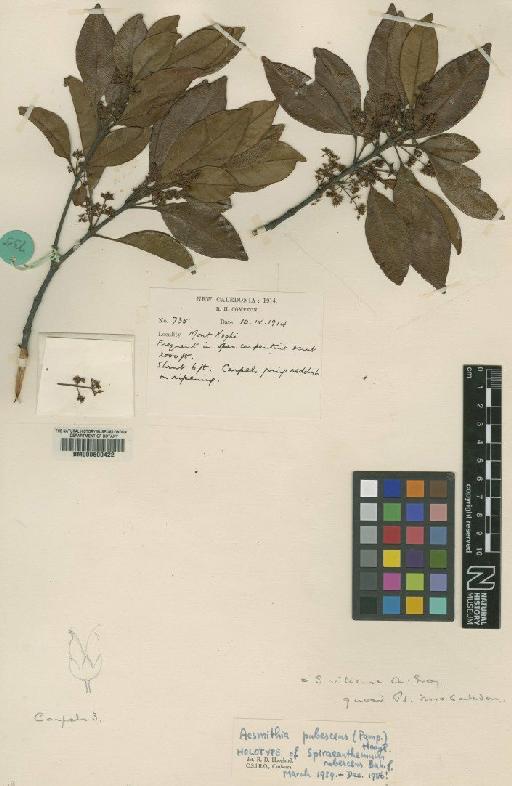 Acsmithia pubescens (Pamp.) Hoogland - BM000600422