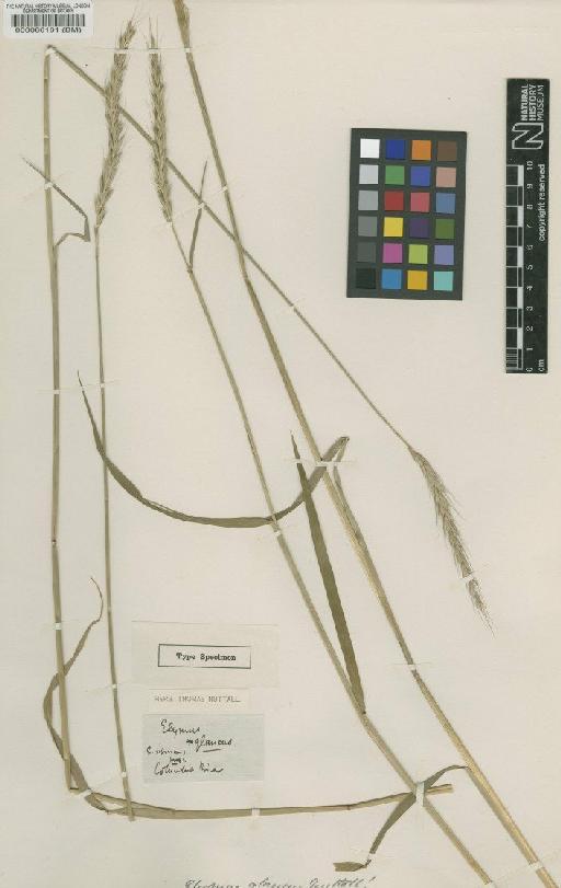 Elymus L. - BM000060101