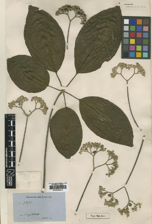 Vitex andongensis Baker - BM000839719