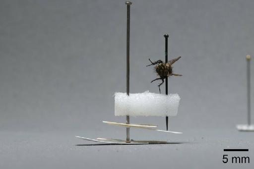 Sarcophaga (Myorhina) nigriventris Meigen, 1826 - 015092504_lateral