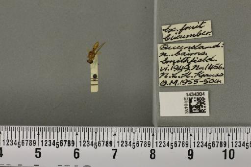 Bactrocera (Austrodacus) cucumis (French, 1907) - BMNHE_1434304_28369